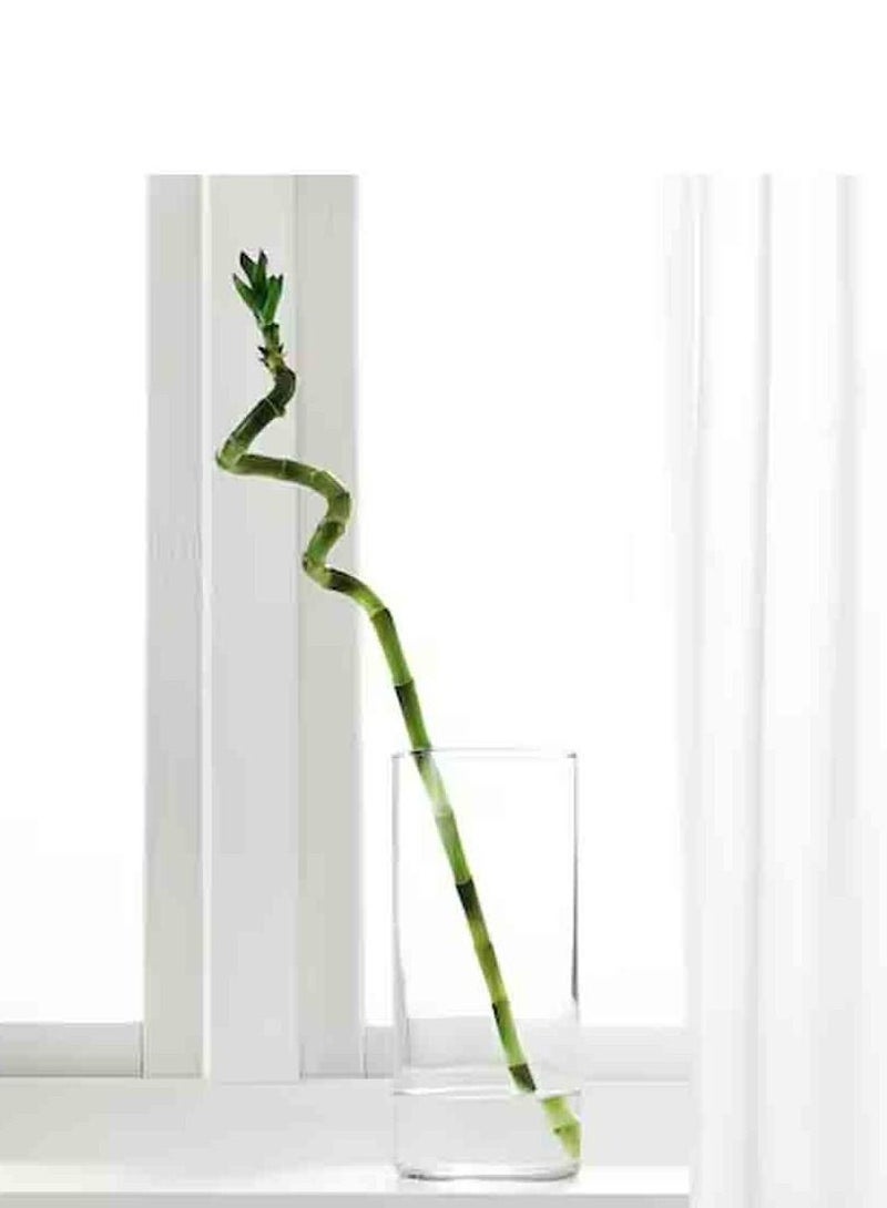 فيجكا نبات الخيزران الطبيعي  45 سم - Image 3