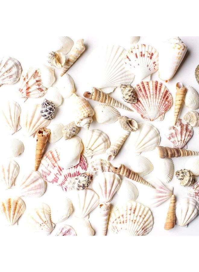 Super Z Outlet Mixed Ocean Beach Fairy Garden Assorted Seashells Marine Life for Decorations, Arts & Crafts, Party Favors Collection (Approx. 50 Pieces) - Image 1