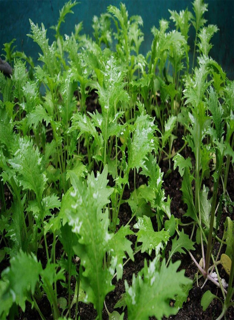 جي جوت بذور خردل ميزونا - براسيكا رابا فار. نيبوسينيكا، تُعرف أيضًا باسم الخردل الياباني، تُزرع في حديقة المنزل باستخدام شعلة ثقيلة، 500 بذرة