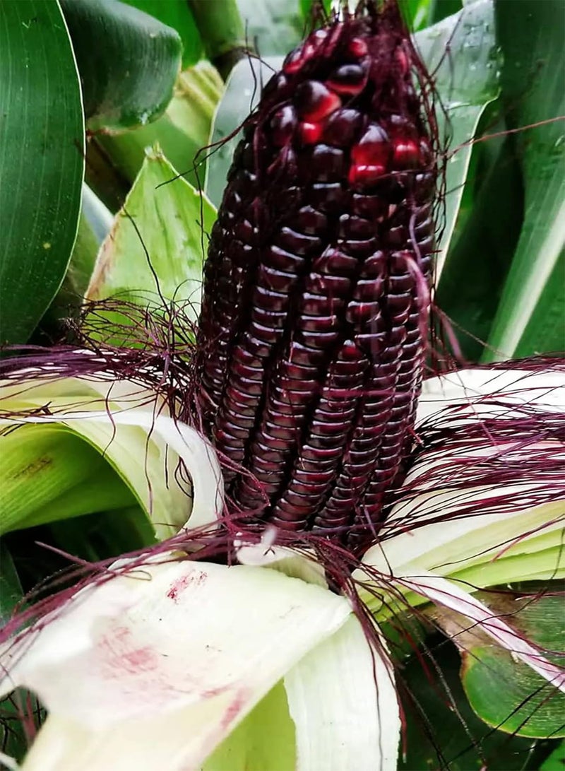 GGOOT 100Stück Schwarze Maissamen im Garten im Freien gepflanzt Einzigartige verführerische Farben Schnell wachsendes Getreide Geeignet für das Pflanzen von Gärtnern - Image 2