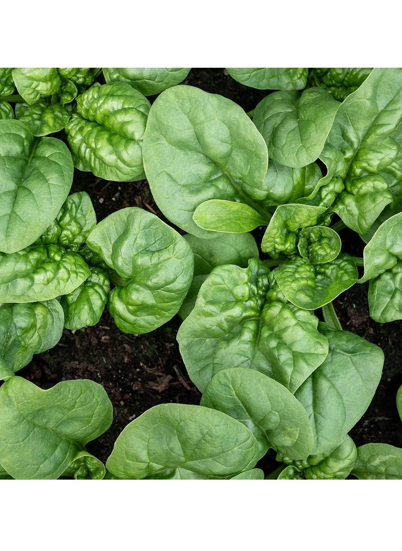 3-Pack Organic Spinach Seeds (10g Each) - Non-GMO, Grow Fresh Spinach at Home with High Purity & Germination Rate