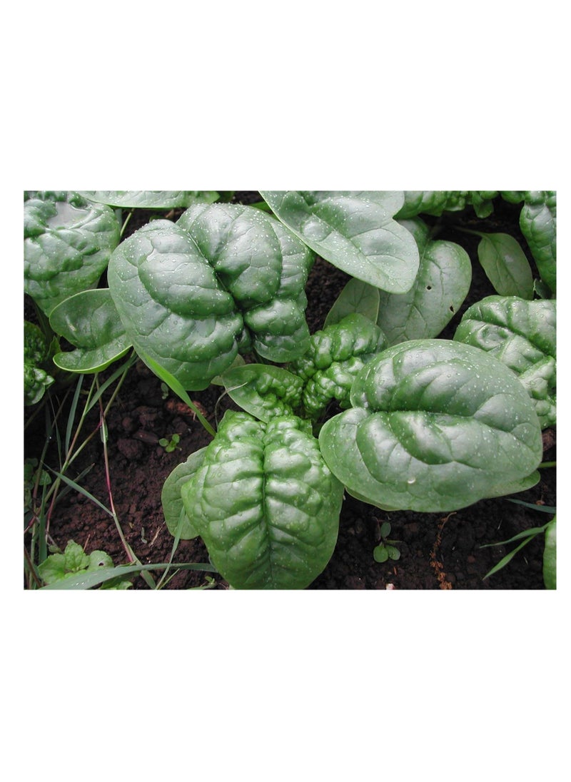 3-Pack Organic Spinach Seeds (10g Each) - Non-GMO, Grow Fresh Spinach at Home with High Purity & Germination Rate