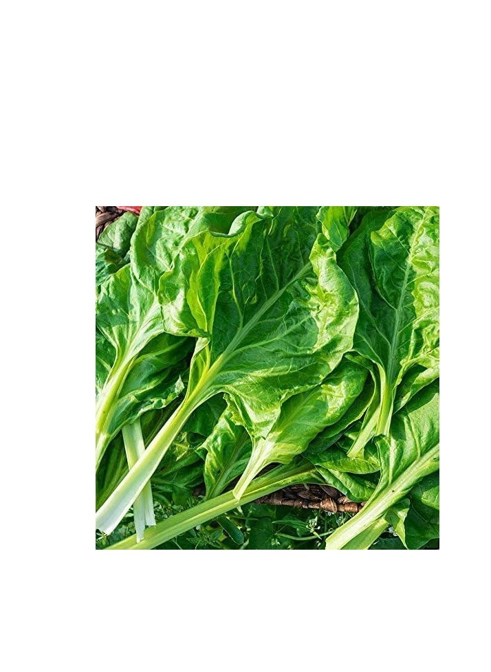 3-Pack Organic Spinach Seeds (10g Each) - Non-GMO, Grow Fresh Spinach at Home with High Purity & Germination Rate