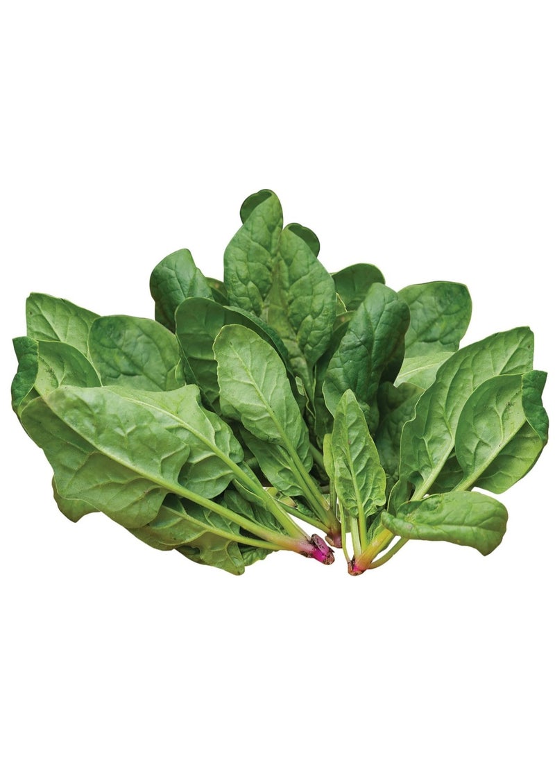 3-Pack Organic Spinach Seeds (10g Each) - Non-GMO, Grow Fresh Spinach at Home with High Purity & Germination Rate