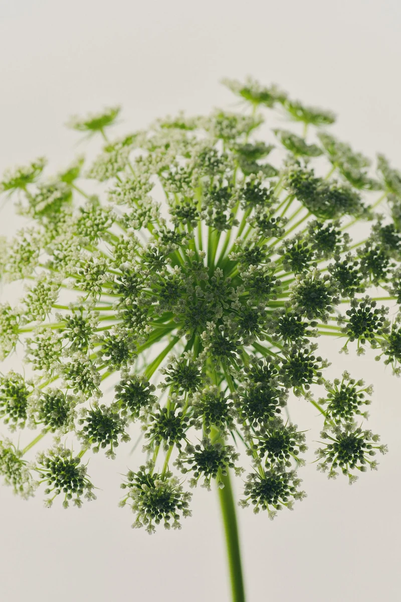 اتش اند ام عطر خفيف فيرليس أوبتمست