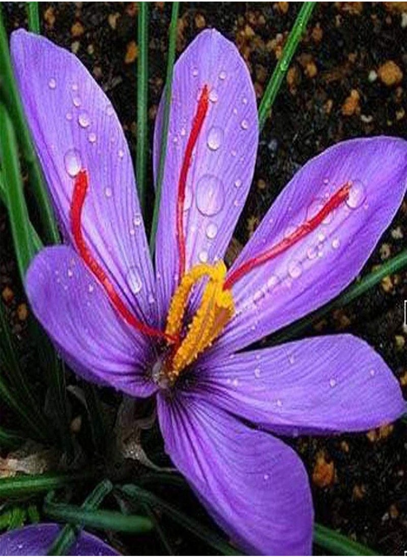GGOOT - 200Pcs Saffron Crocus Seeds Natural Safe Charming Prolific Flower Plant Seeds for Garden - Saffron Crocus Seeds - Flower Seeds Vegetable Seeds Fruit Seeds Garden Plant Seeds - Image 1