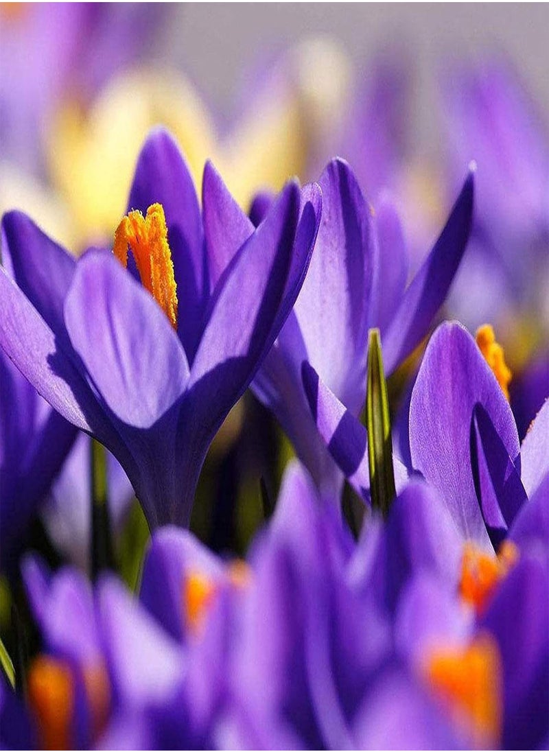 GGOOT - 200Pcs Saffron Crocus Seeds Natural Safe Charming Prolific Flower Plant Seeds for Garden - Saffron Crocus Seeds - Flower Seeds Vegetable Seeds Fruit Seeds Garden Plant Seeds - Image 1