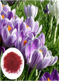 200Pcs Saffron Crocus Seeds Natural Safe Charming Prolific Flower Plant Seeds for Garden - Saffron Crocus Seeds - Flower Seeds Vegetable Seeds Fruit Seeds Garden Plant Seeds