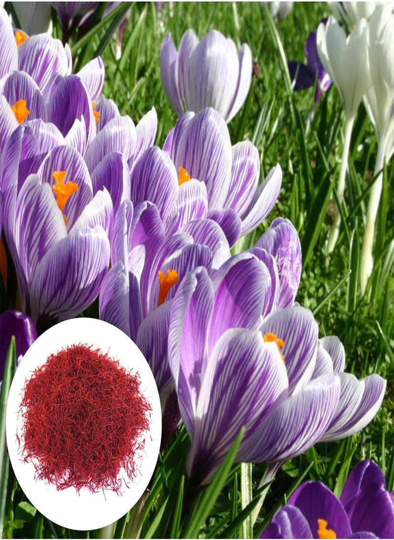 GGOOT - 200Pcs Saffron Crocus Seeds Natural Safe Charming Prolific Flower Plant Seeds for Garden - Saffron Crocus Seeds - Flower Seeds Vegetable Seeds Fruit Seeds Garden Plant Seeds - Image 1