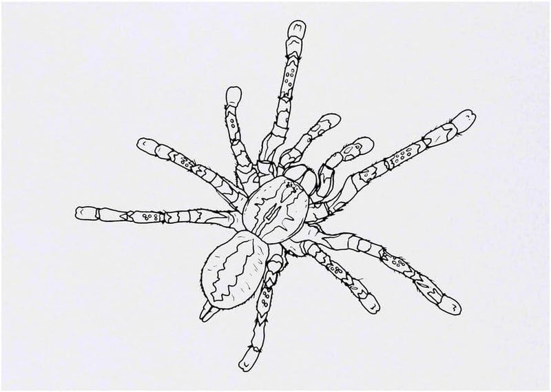 Hairy Tarantula Temporary Tattoo Water Resistant SkinSafe NonToxic Transfer TO00079219