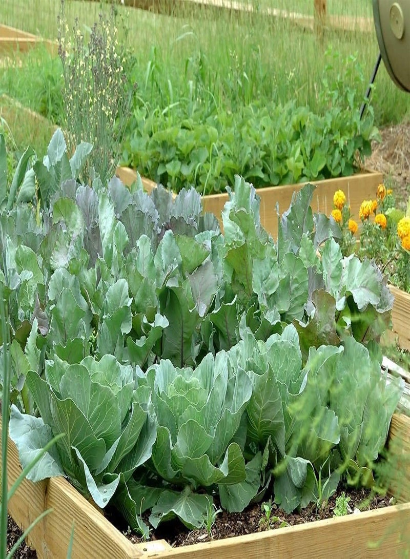 GGOOT Early Jersey Wakefield Cabbage 100PCS Seeds for Planting Vegetable (), New Jersey Cabbage, Non-GMO, Great Heirloom Vegetable, Seed - Image 1