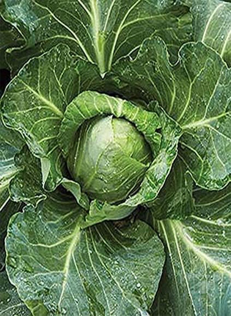 GGOOT Early Jersey Wakefield Cabbage 100PCS Seeds for Planting Vegetable (), New Jersey Cabbage, Non-GMO, Great Heirloom Vegetable, Seed - Image 3
