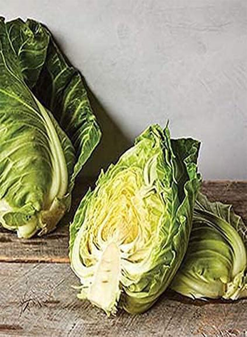 GGOOT Early Jersey Wakefield Cabbage 100PCS Seeds for Planting Vegetable (), New Jersey Cabbage, Non-GMO, Great Heirloom Vegetable, Seed - Image 2