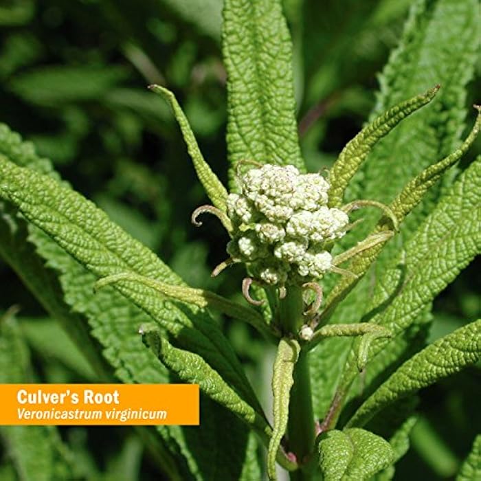 Herb Pharm Certified Organic Culver's Root Liquid Extract for Cleansing and Detoxification - 1 Ounce - Image 2