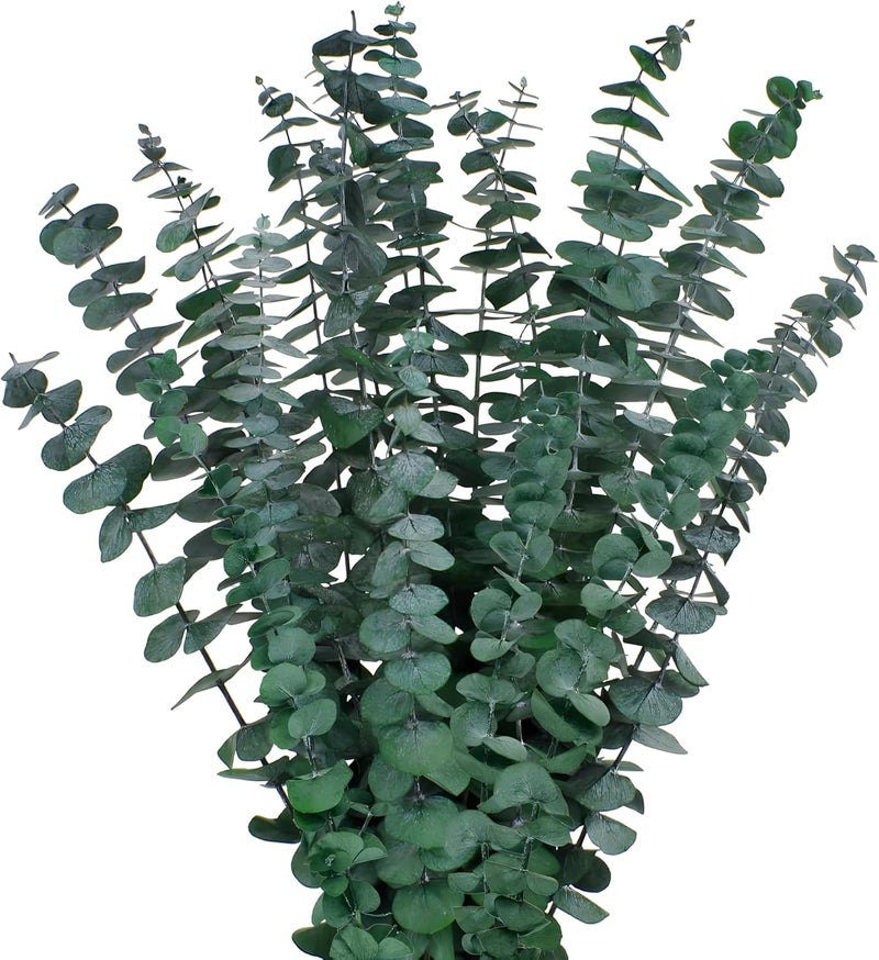CENELO 12PCS Dried Eucalyptus Bundle 17'' Real Eucalyptus Stems 100% Natural Fresh Leaves Hanging Plants Greenery Stems for Shower Home Decor Flower Arrangement Wedding - Image 1