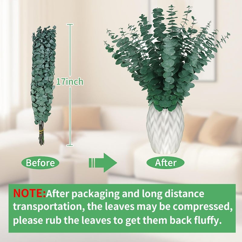 CENELO 12PCS Dried Eucalyptus Bundle 17'' Real Eucalyptus Stems 100% Natural Fresh Leaves Hanging Plants Greenery Stems for Shower Home Decor Flower Arrangement Wedding - Image 4