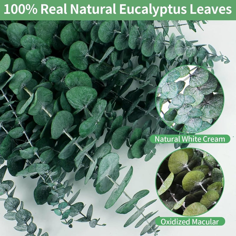 CENELO 12PCS Dried Eucalyptus Bundle 17'' Real Eucalyptus Stems 100% Natural Fresh Leaves Hanging Plants Greenery Stems for Shower Home Decor Flower Arrangement Wedding - Image 5