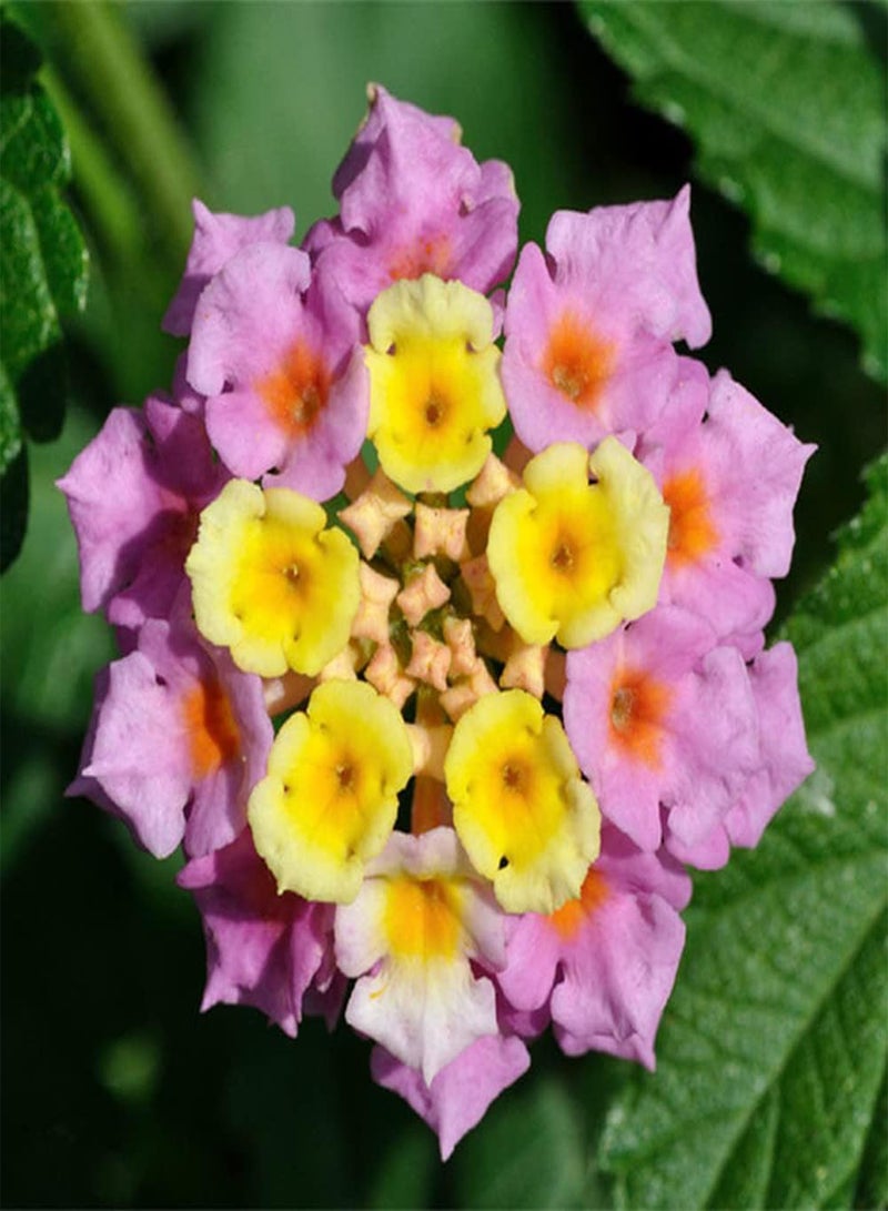 GGOOT 200Pcs Mix Lantana Seeds Planted in Greenhouse Throughout The Year Colorful Flowers Create The Perfect Visual Feast Loved by Gardeners - Image 4