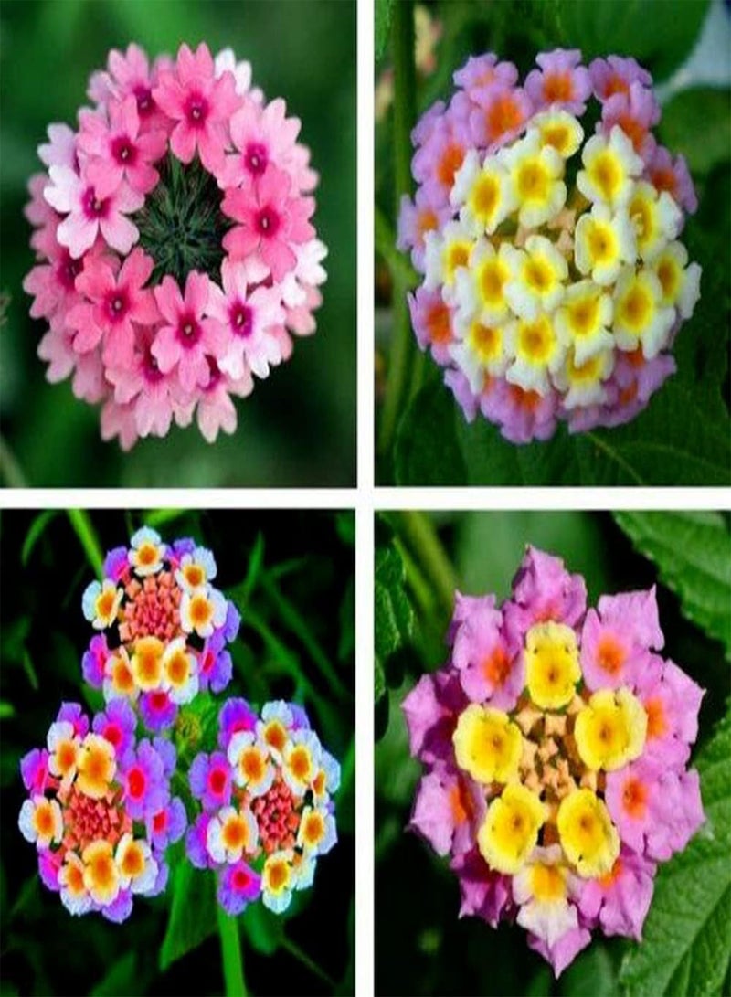 GGOOT 200Pcs Mix Lantana Seeds Planted in Greenhouse Throughout The Year Colorful Flowers Create The Perfect Visual Feast Loved by Gardeners - Image 1