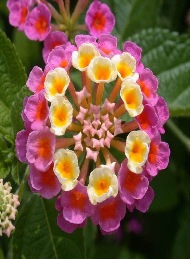 GGOOT 200Pcs Mix Lantana Seeds Planted in Greenhouse Throughout The Year Colorful Flowers Create The Perfect Visual Feast Loved by Gardeners - Image 2