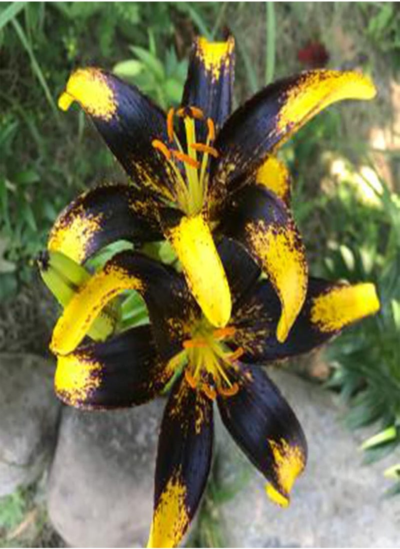 GGOOT - 100Pcs Premium Flower Seeds, Lily seeds Non-GMO Ornamental Plants Mixed Color Petal Office Desktop Flower Seeds for Home Blue - Image 1