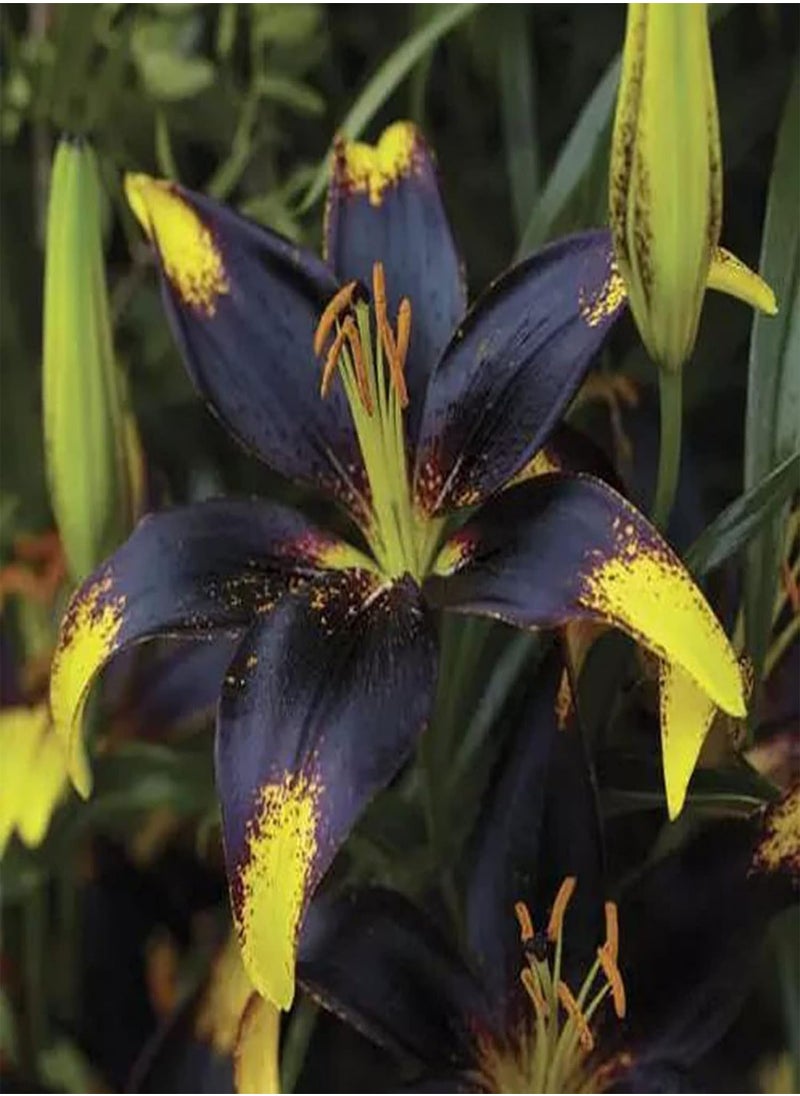 GGOOT - 100Pcs Premium Flower Seeds, Lily seeds Non-GMO Ornamental Plants Mixed Color Petal Office Desktop Flower Seeds for Home Blue - Image 1
