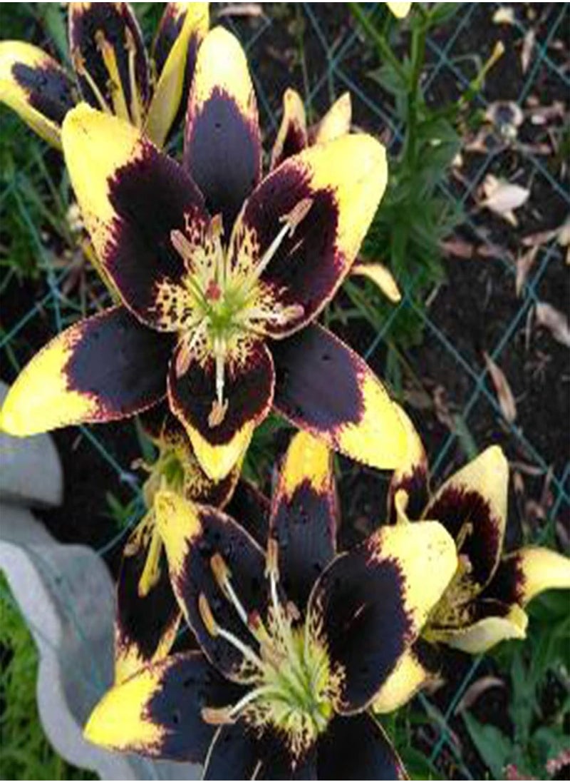 GGOOT - 100Pcs Premium Flower Seeds, Lily seeds Non-GMO Ornamental Plants Mixed Color Petal Office Desktop Flower Seeds for Home Blue - Image 1