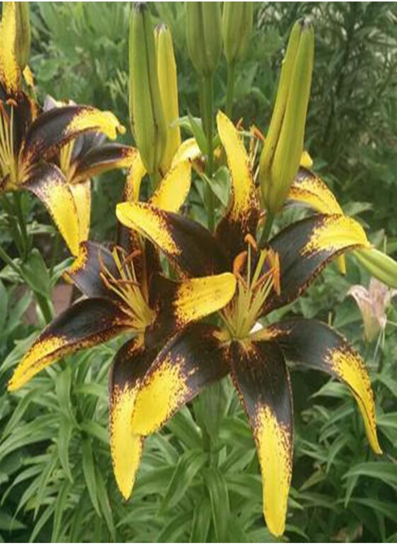 GGOOT - 100Pcs Premium Flower Seeds, Lily seeds Non-GMO Ornamental Plants Mixed Color Petal Office Desktop Flower Seeds for Home Blue - Image 1