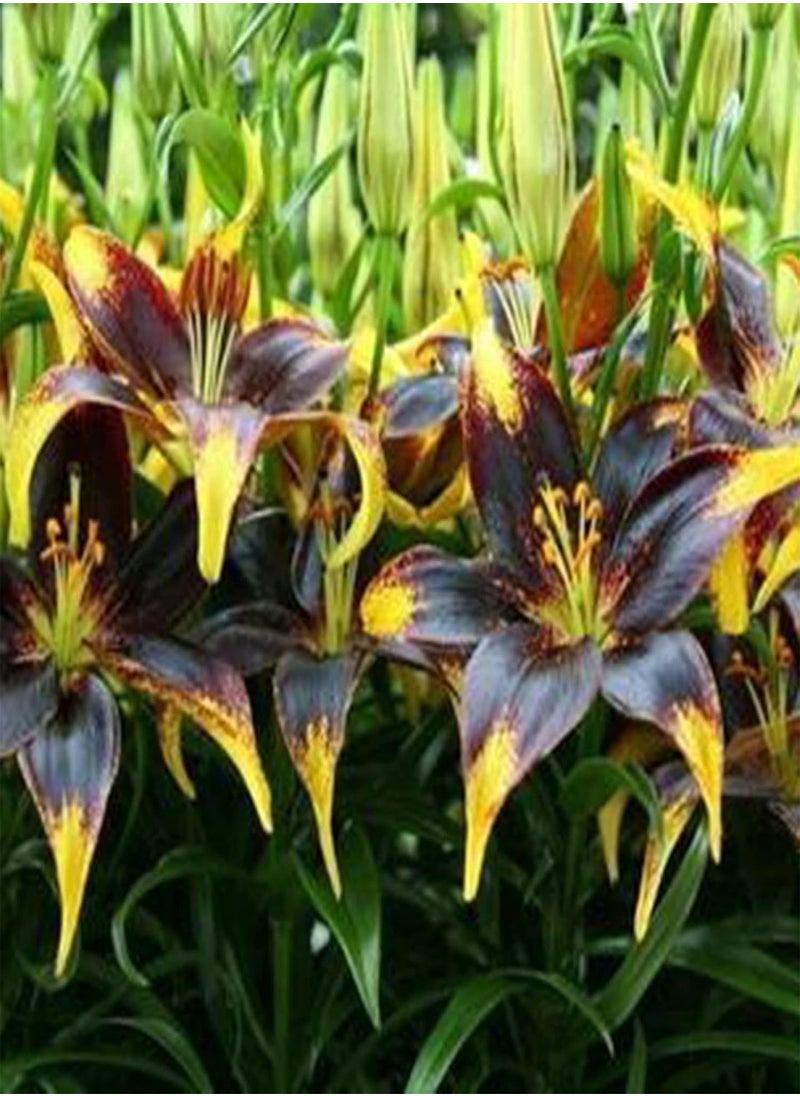 GGOOT - 100Pcs Premium Flower Seeds, Lily seeds Non-GMO Ornamental Plants Mixed Color Petal Office Desktop Flower Seeds for Home Blue - Image 1