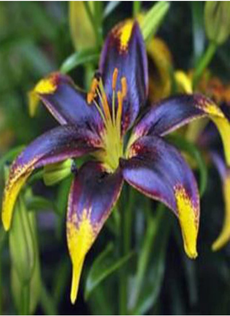 GGOOT - 100Pcs Premium Flower Seeds, Lily seeds Non-GMO Ornamental Plants Mixed Color Petal Office Desktop Flower Seeds for Home Blue - Image 1
