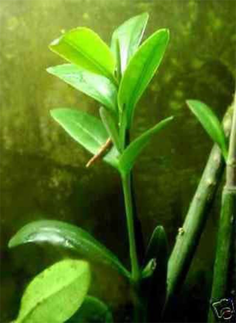GGOOT 7 Red Mangrove Aquarium Fish or Mangrove Seeds 7-11 ES: Only Seeds - Image 2