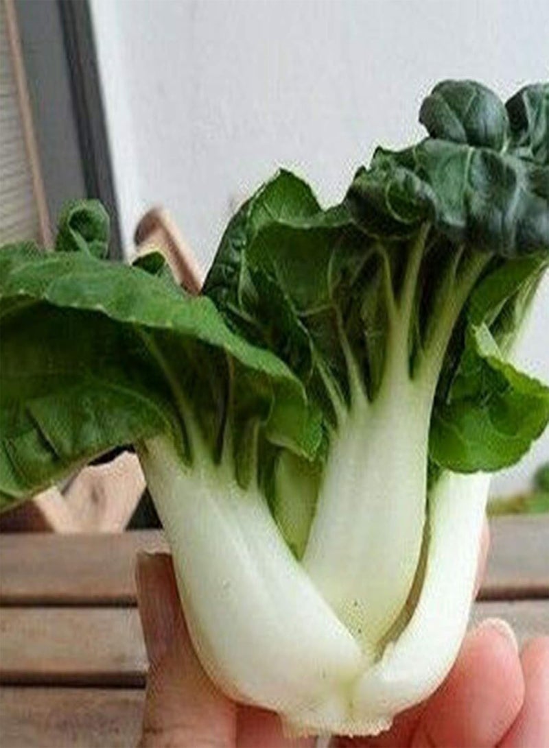 GGOOT 100Pcs Baby Bok Choy Seeds Fast Growing Vegetables Plants Seeds for Planting Garden Outdoor Seed - Image 3