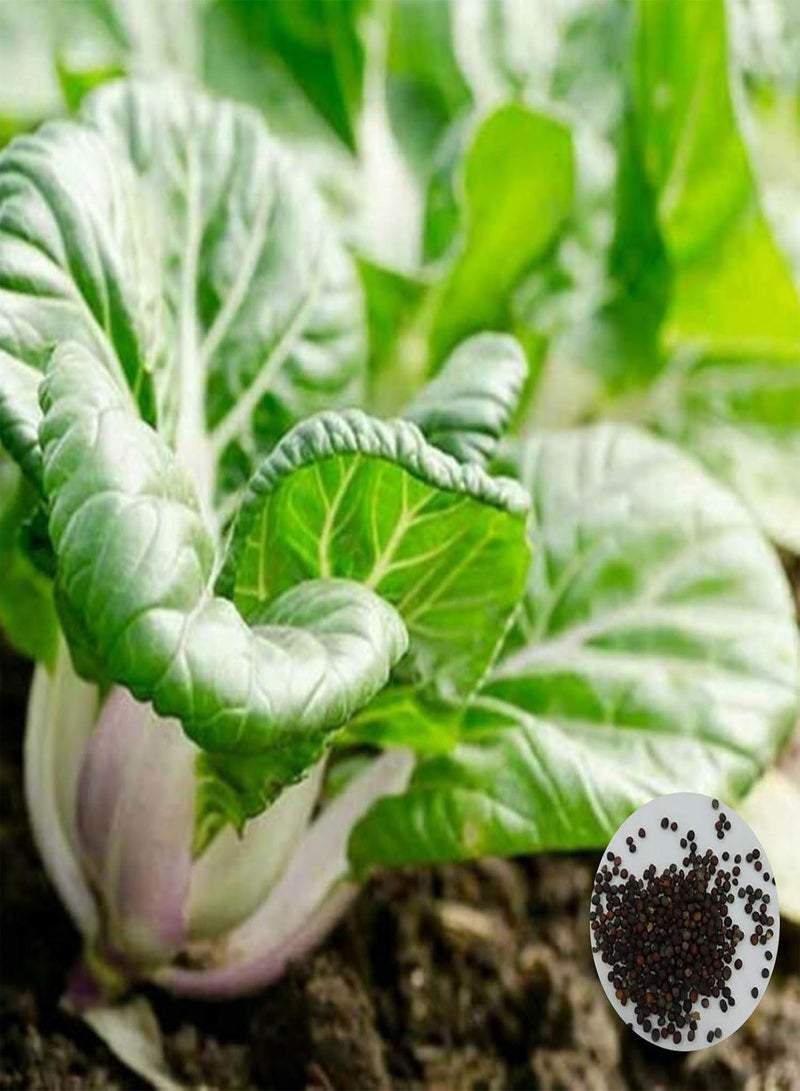 GGOOT 100Pcs Baby Bok Choy Seeds Fast Growing Vegetables Plants Seeds for Planting Garden Outdoor Seed - Image 1