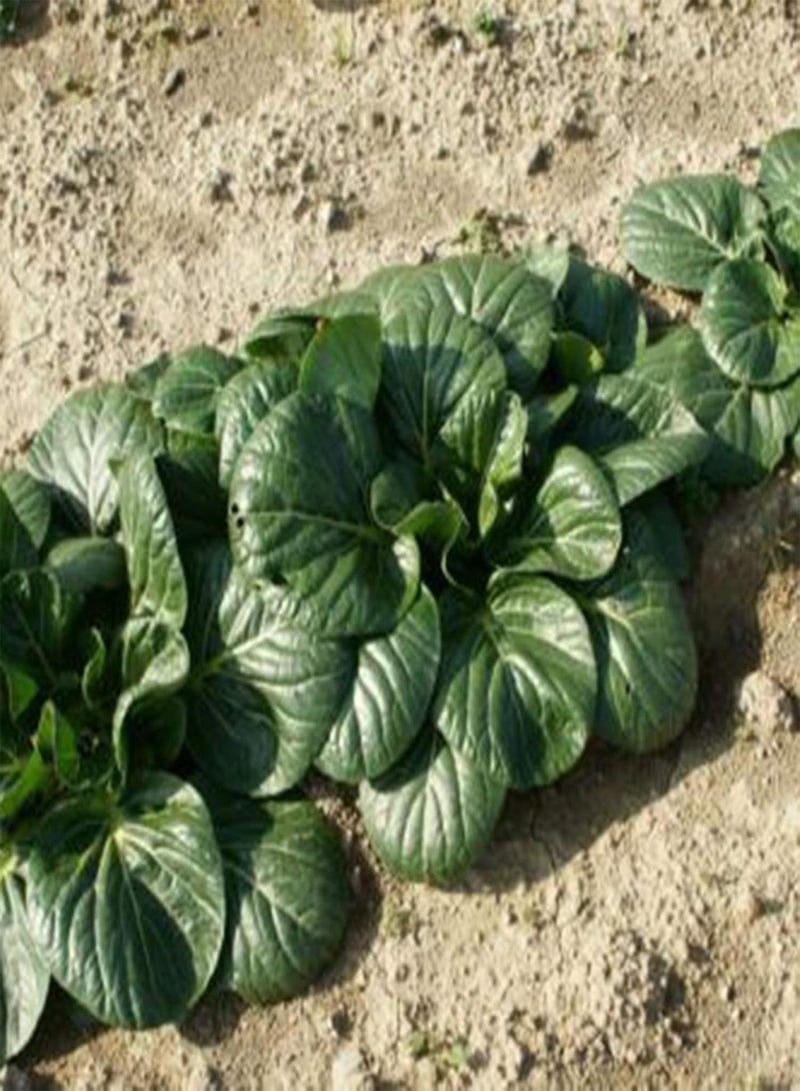 GGOOT 100Pcs Baby Bok Choy Seeds Fast Growing Vegetables Plants Seeds for Planting Garden Outdoor Seed - Image 2