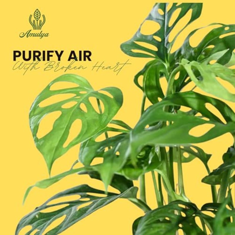 Air Purifying Broken Heart Indoor Live Plants for Living Room, Home, Office, Table, Kitchen and Desk Decor Black Pot and FREE FERTILISER Included - Image 2