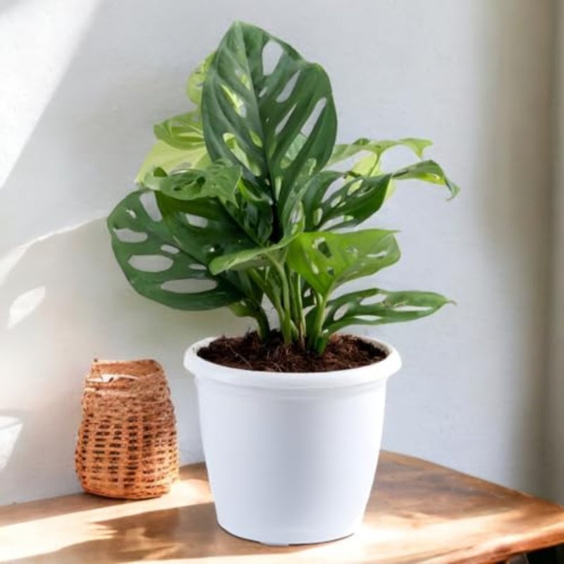Air Purifying Broken Heart Indoor Live Plants for Living Room, Home, Office, Table, Kitchen and Desk Decor Black Pot and FREE FERTILISER Included - Image 1