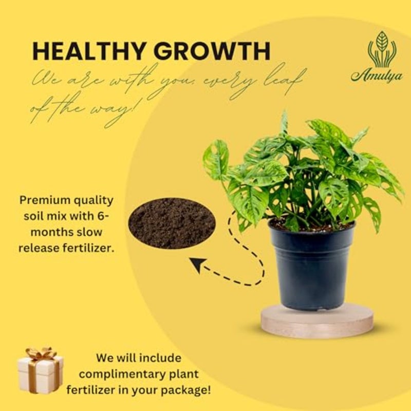 Air Purifying Broken Heart Indoor Live Plants for Living Room, Home, Office, Table, Kitchen and Desk Decor Black Pot and FREE FERTILISER Included - Image 5