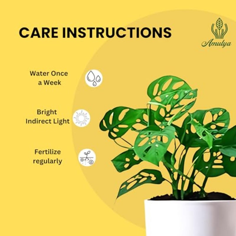 Air Purifying Broken Heart Indoor Live Plants for Living Room, Home, Office, Table, Kitchen and Desk Decor Black Pot and FREE FERTILISER Included - Image 4