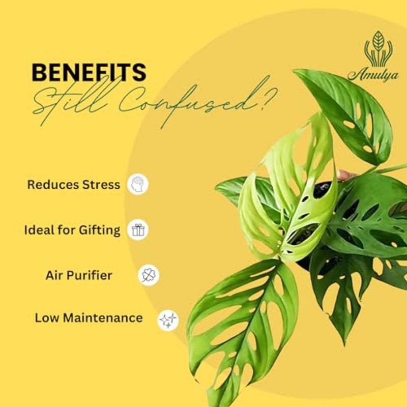 Air Purifying Broken Heart Indoor Live Plants for Living Room, Home, Office, Table, Kitchen and Desk Decor Black Pot and FREE FERTILISER Included - Image 3
