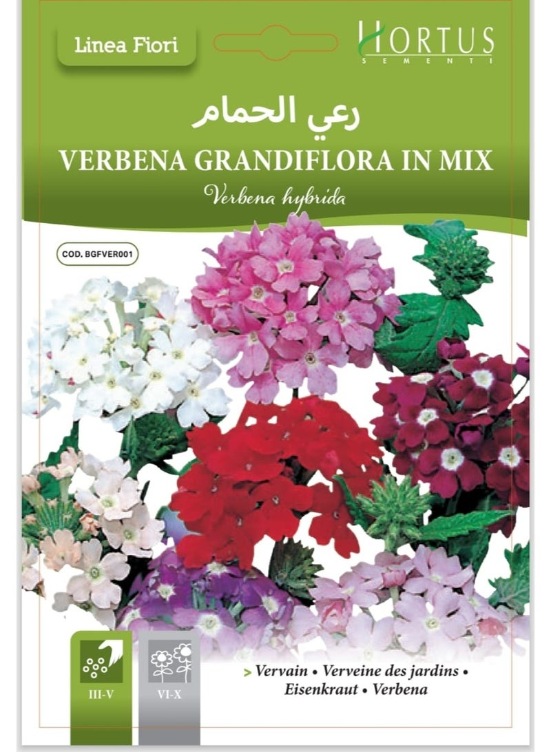 Verbena Seeds