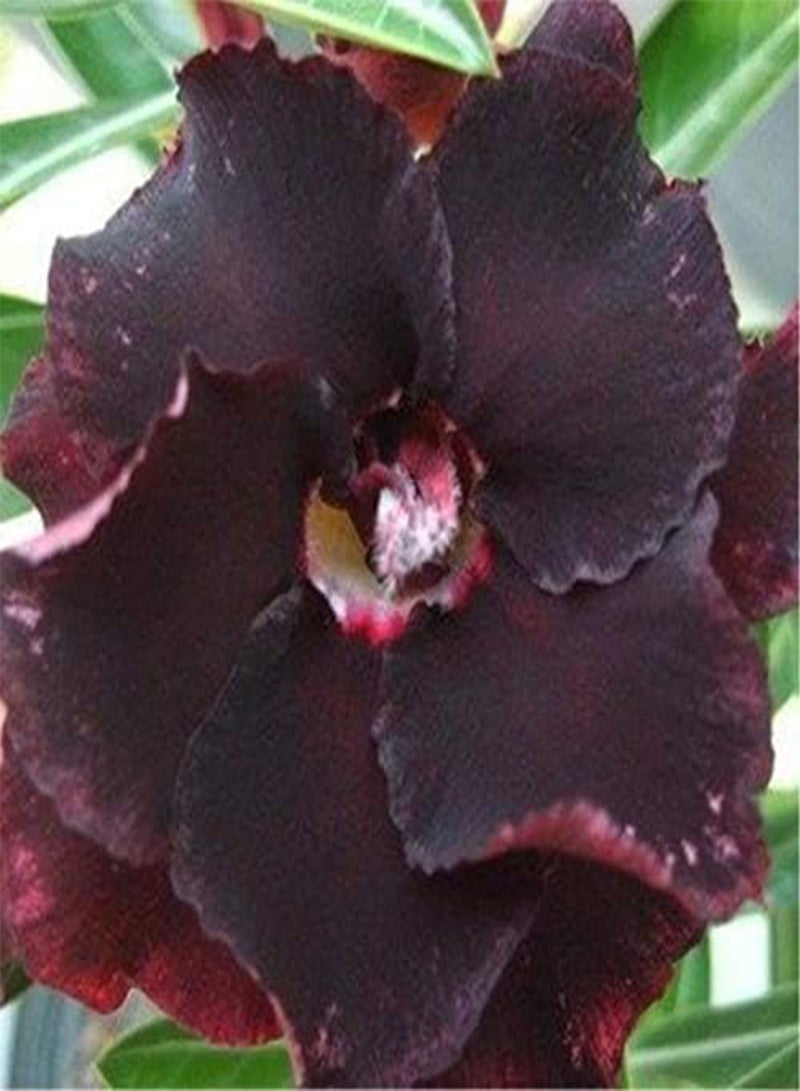 GGOOT 5 Black Desert Rose Flower Seeds - Image 3