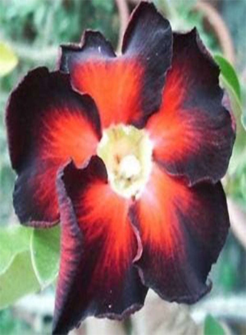 GGOOT 5 Black Desert Rose Flower Seeds - Image 2