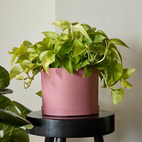 Bloem Mathers 8" Dusty Rose Round Modern Resin Garden Planter Pot with Drainage Holes and Removable Saucer Tray Included - Image 2