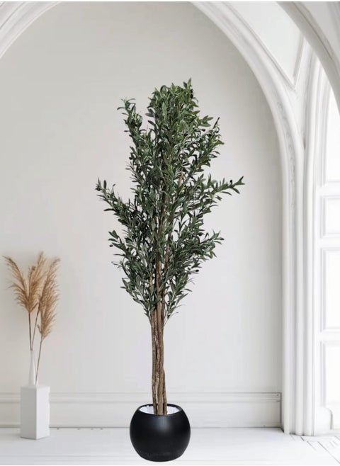 Fruitful olive tree with a large black pot with an attractive design, make your home more elegant, 220 cm