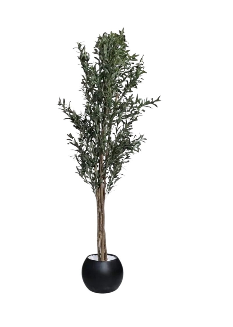Al-Rawasem House A fruitful olive tree with a large, attractively designed black pot - Image 2