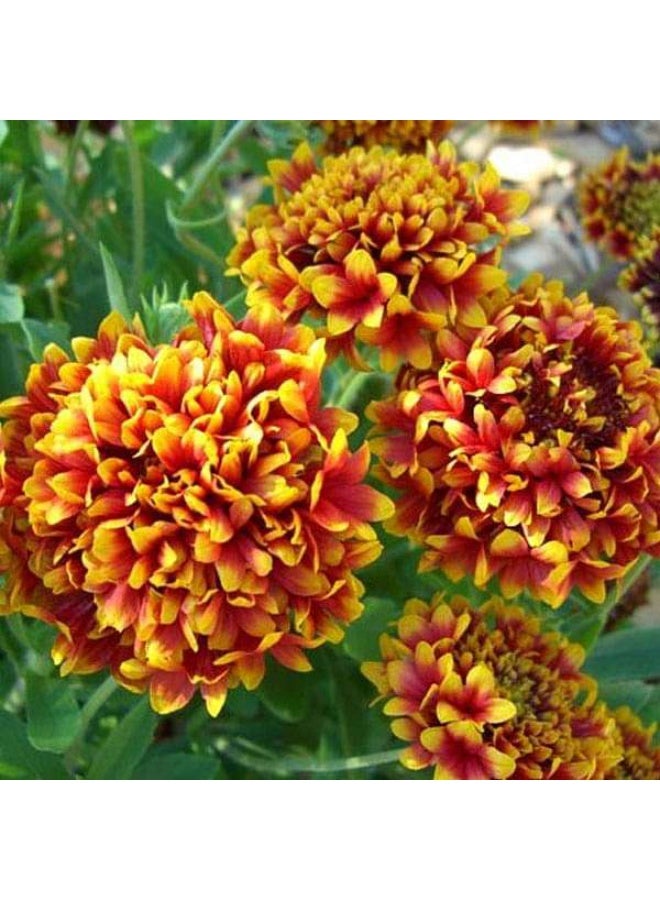 Gaillardia F1 Finest Mixed Color  Flower Seeds