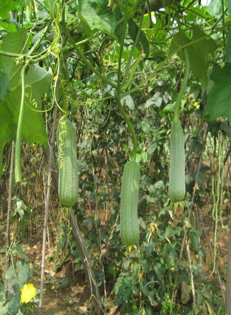 GGOOT 10Pcs Long Luffa Seeds Sponge Cucumber Towel Gourd Green Vegetable Farm Plant - Image 2