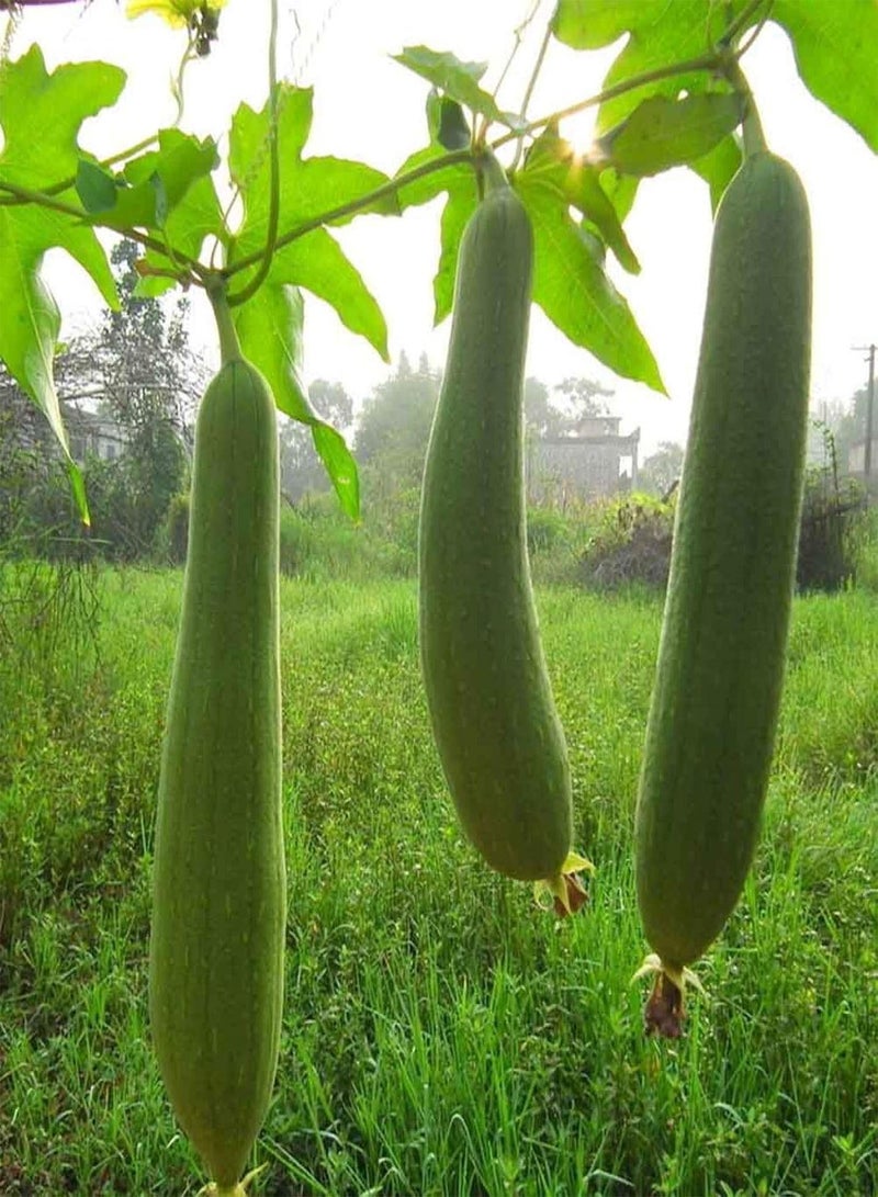 GGOOT 10Pcs Long Luffa Seeds Sponge Cucumber Towel Gourd Green Vegetable Farm Plant - Image 5