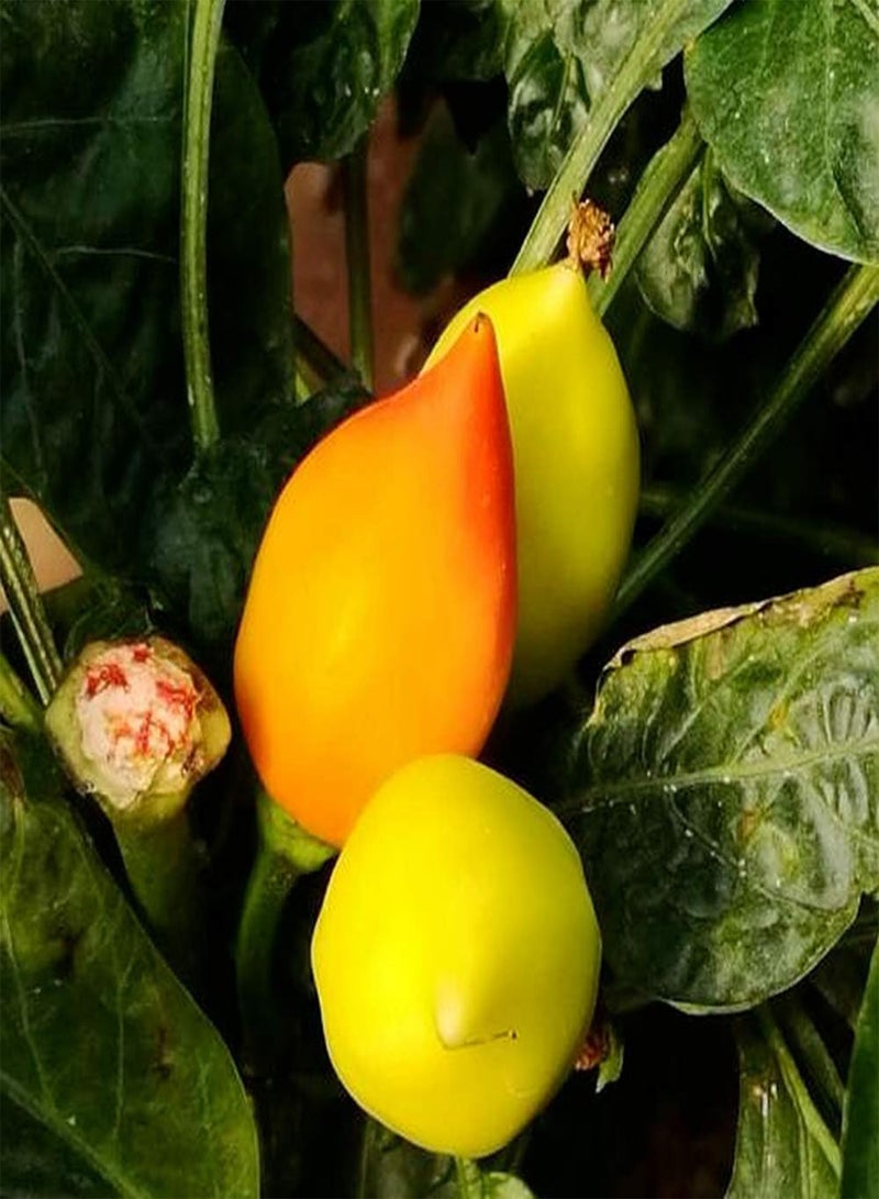 GGOOT 50pcs Pepper Seeds Annual Heirloom Healthy Vegetables Upright Growth Rare Garden Varieties Exotic Mood Decoration Efficient Planting in Your Own Garden - Image 3