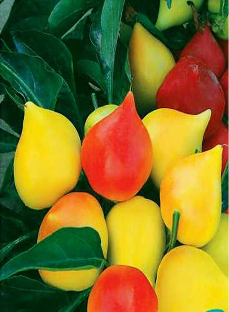 GGOOT 50pcs Pepper Seeds Annual Heirloom Healthy Vegetables Upright Growth Rare Garden Varieties Exotic Mood Decoration Efficient Planting in Your Own Garden - Image 1